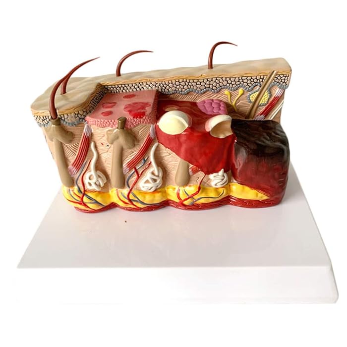 Modèle Anatomique 3D De La Peau - Agrandissement 35x/50x/70x Pour étude Des Tissus Et Science