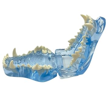 Blue Transparent Canine Dog Teeth Model for Veterinary Education Study Demo Office Decoration in Animal Oral Anatomical