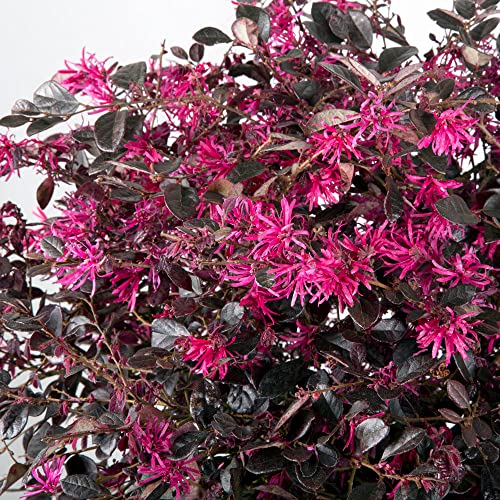 Purple Diamond Loropetalum (2.5 Quart) Flowering Evergreen Shrub With Purple Foliage And Pink Blooms - Full Sun To Part Shade Live Outdoor Plant - Southern Living Plants #TOP4