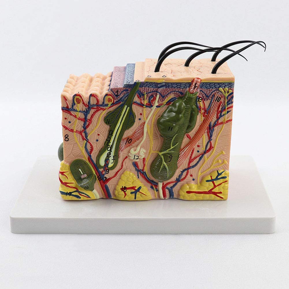 Anatomy Model Teaching Model,Skin , 35 Times Enlarged Anatomical... 3d ...