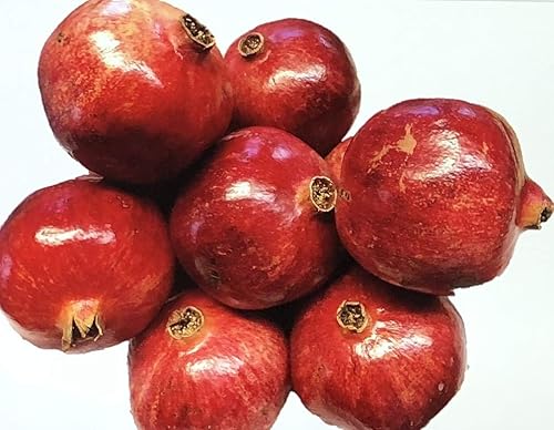 Miniatura 9 de 40 semillas de granada para plantar semillas maravillosas 'Big Red' (Punica Granatum)