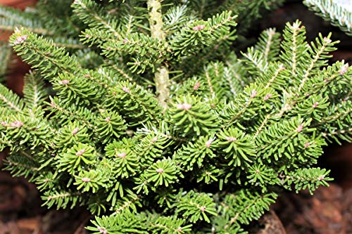 Koreatanne 'Molli' - Kräftige Pflanze im 3 lt.-Topf, 20-25 cm