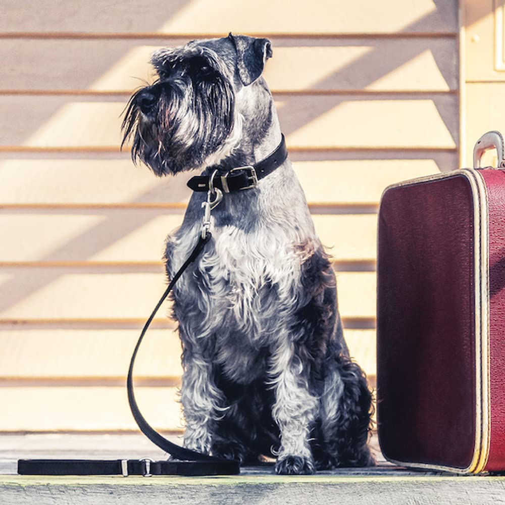 EzyDog Oxford Collier en cuir de qualité supérieure pour chiens de petite et grande taille en cuir naturel, réglable et rembourré (M, noir)