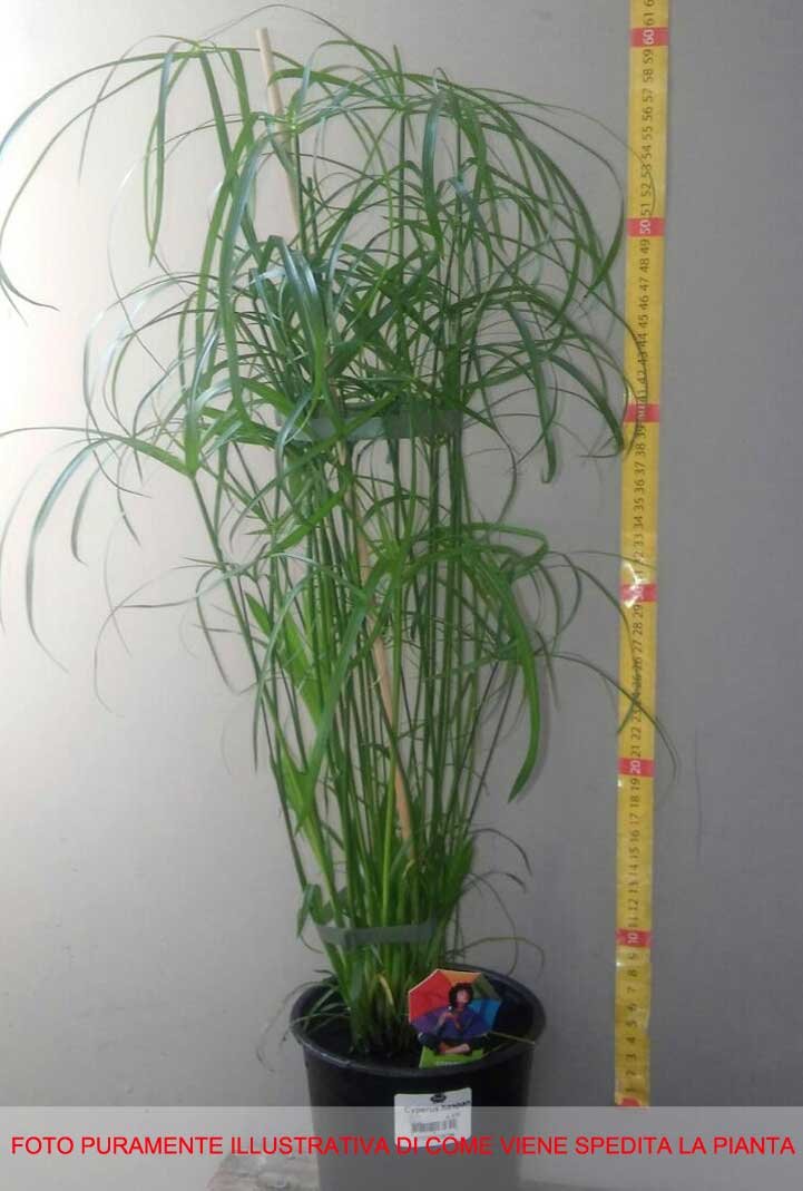 1 PIANTA DI CYPERUS HASPAN PAPIRO IN VASO 12CM
