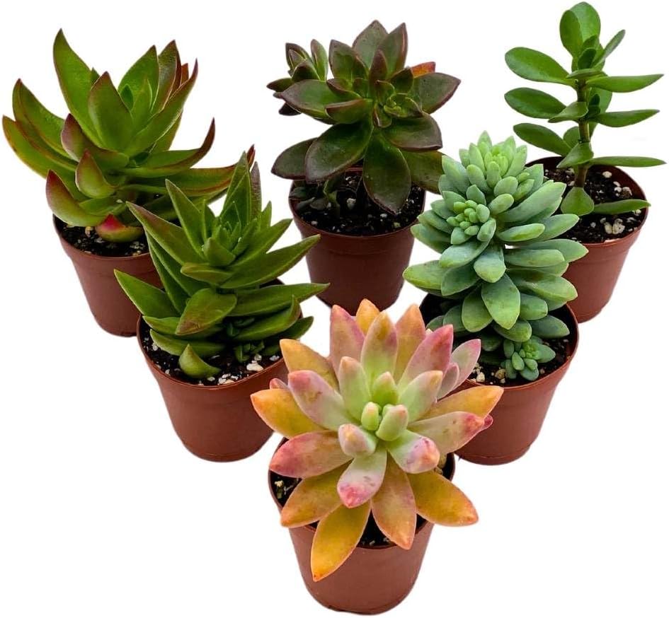 BubbleBlooms Succulent Assortment 2 inch Set of 6, echeveria, kalanchoe and More Variety