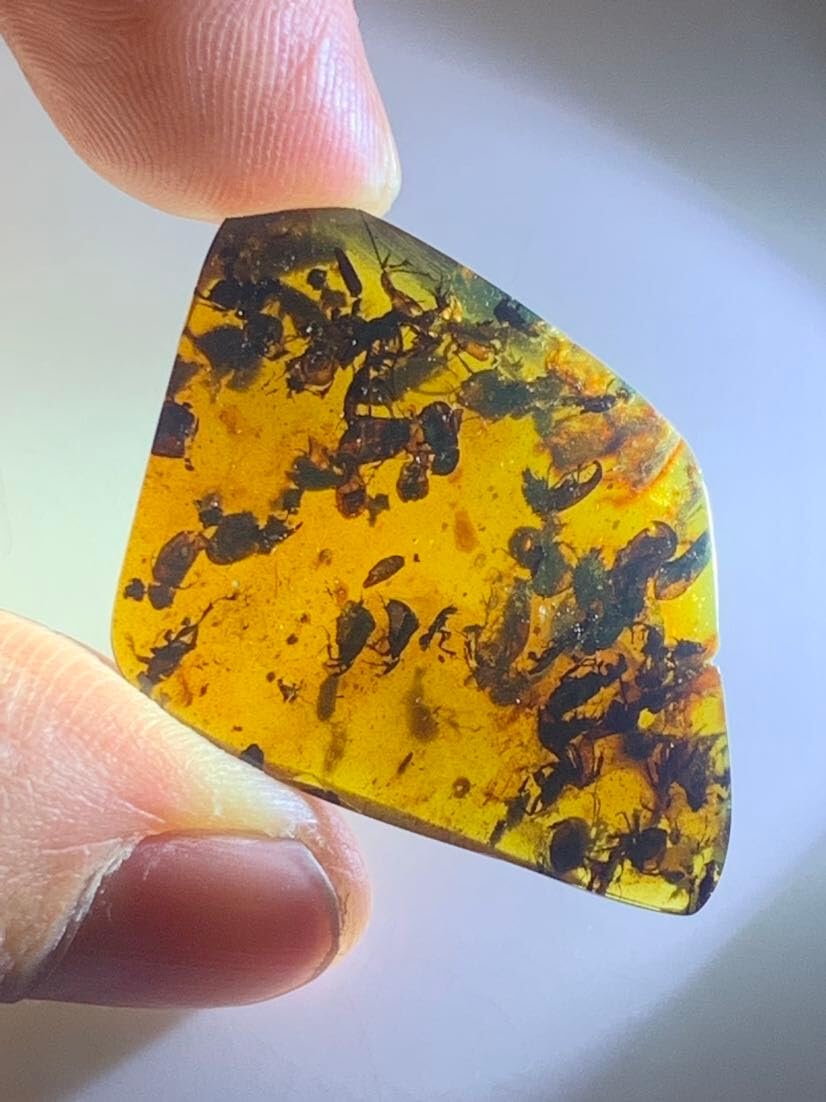 Burmese burmite Cretaceous Rare Scarab nest Insect Fossil Amber Myanmar