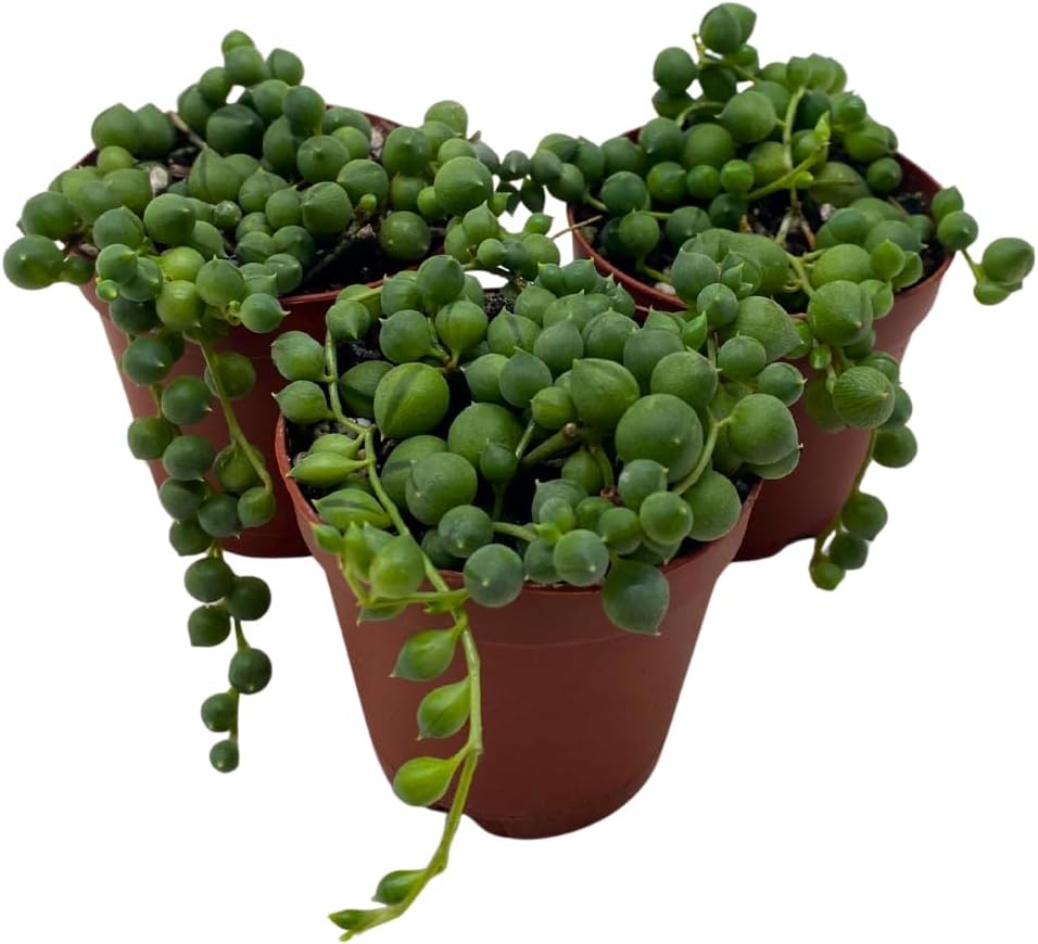 BubbleBlooms String of Pearls, 2 inch Set of 3, Curio rowleyanus Peas Tiny Mini Pixie Plants