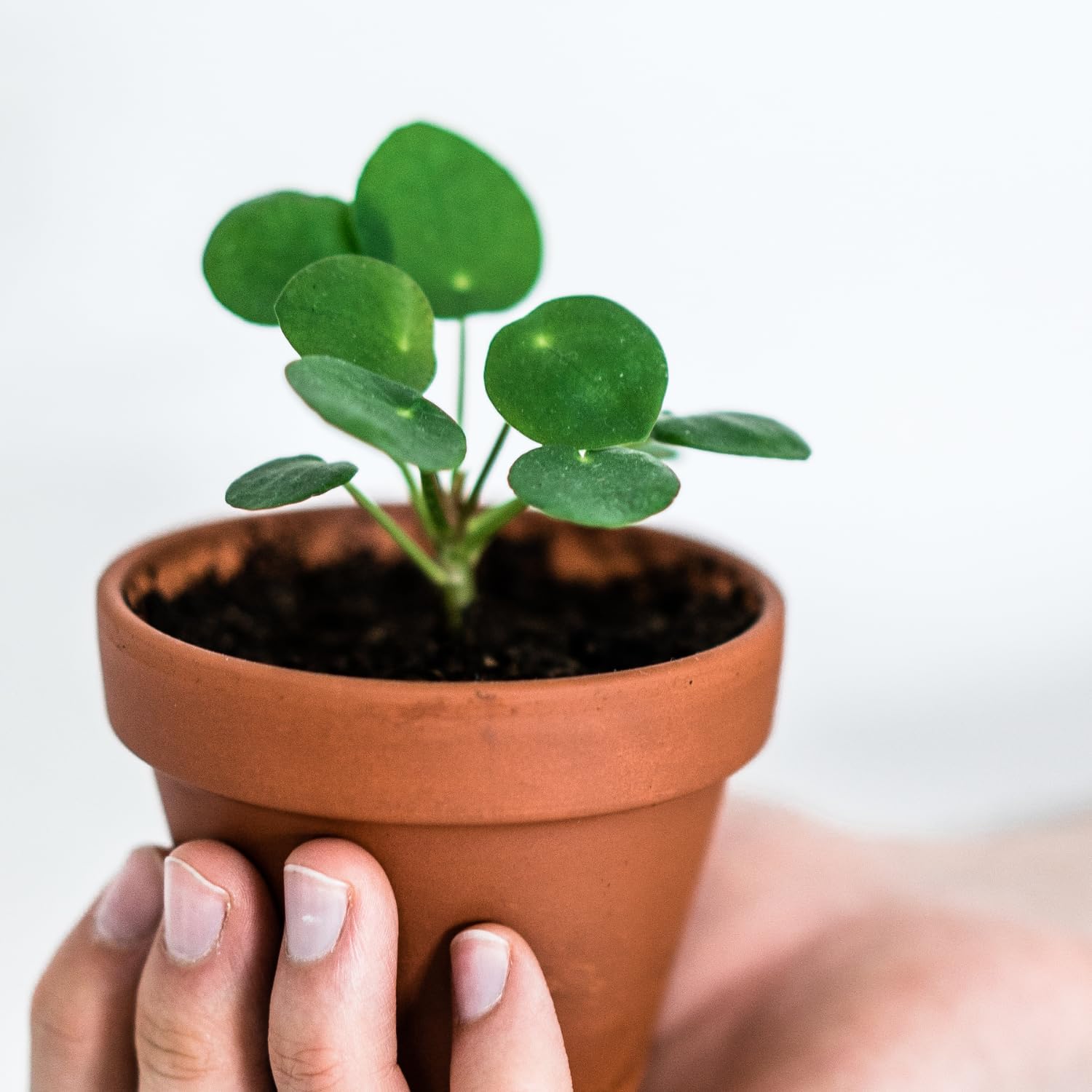 2 Pilea Peperomioides Live Plants, Pilea Peperomioides Plants Indoor, House Plants Indoors Live No Pot for Planting