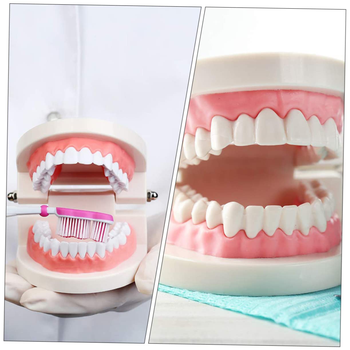Cabilock Standard Dental Model for Boys and Girls Educational Oral Cavity Typodont Child Teeth Model for Teaching Dental Hygiene and Anatomy
