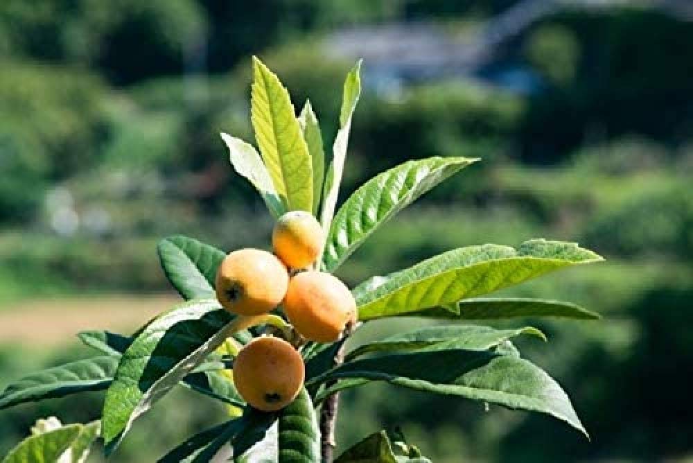 Amazon.co.jp: 【キザミ乾燥ビワの葉 50g:110】健康茶 エキス 化粧水