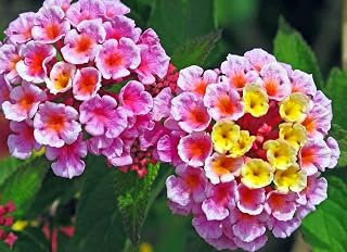 50 Pcs Seeds Lantana Camara Flower for Patio Garden