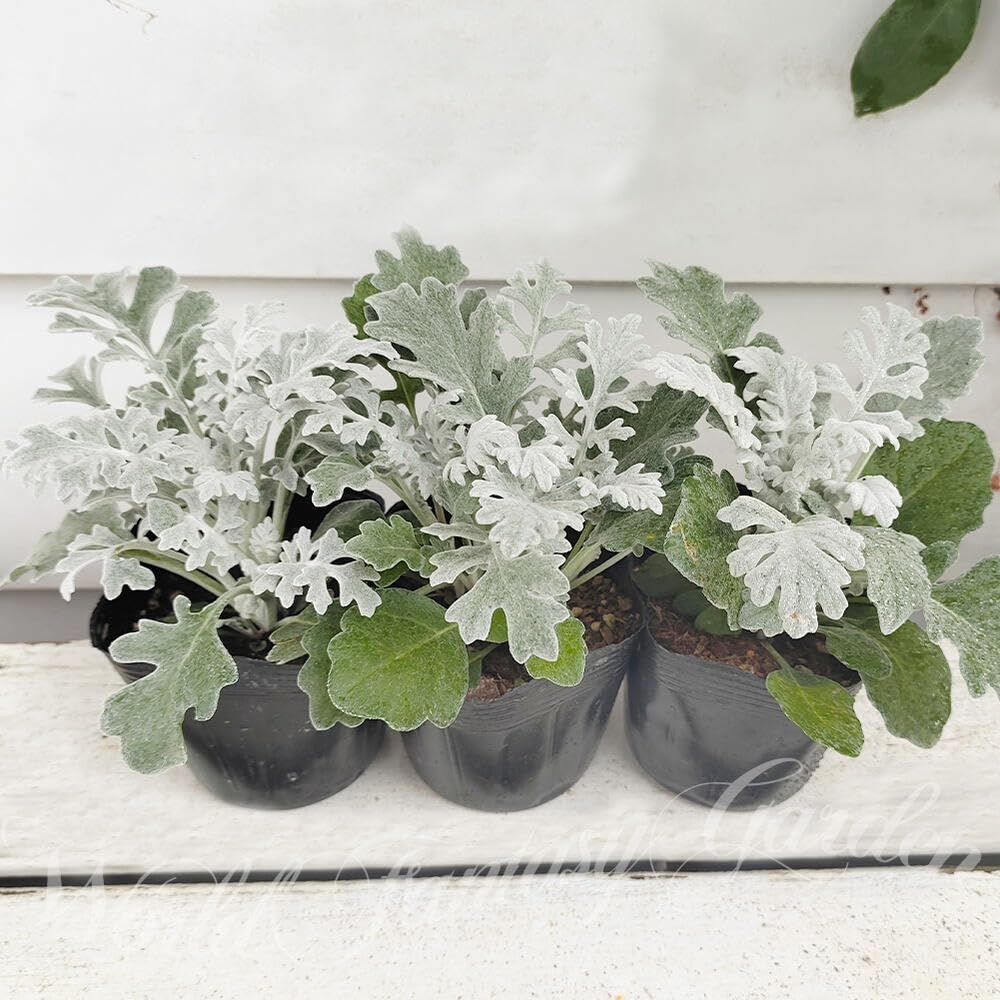 Amazon｜ハッピーガーデン 花苗 白妙菊 シロタエギク 3鉢セット 3～3.5