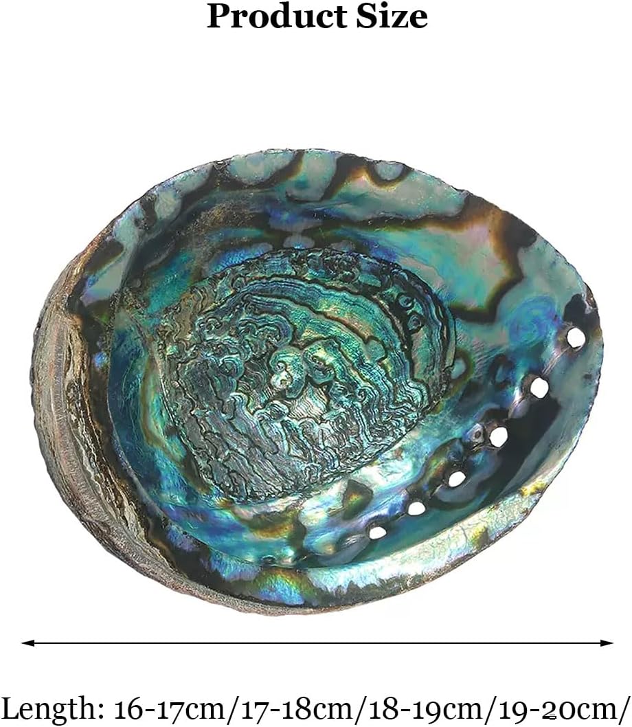 Natural sea Shell, Large Conch Shell, for Fish Tank Ornament DIY Craft Collector Wedding Beach Theme Party Decor Birthday Present Various Sizes(17~18cm)