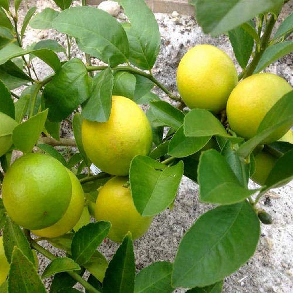 Creative Farmer Live Plant Lemon Small Tree Exotic Green Indoor Oxygen And Air Purifier Terrace Garden Plant(1 Healthy Live Plant) (PLANT-53-LEMON149ll@) (B08Q8KM9WW) Amazon Price History, Amazon Price Tracker