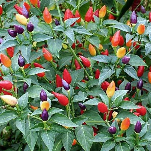 See full amazon price history chart for The Entacloo_™Chilli seeds Rainbow Hot Pepper Chilli Vegetable_X1250(250per packet) The Entacloo_™Chilli seeds Rainbow Hot Pepper Chilli Vegetable_X1250(250per packet) (B0B6R84P56) Amazon Price History, Amazon Price Tracker