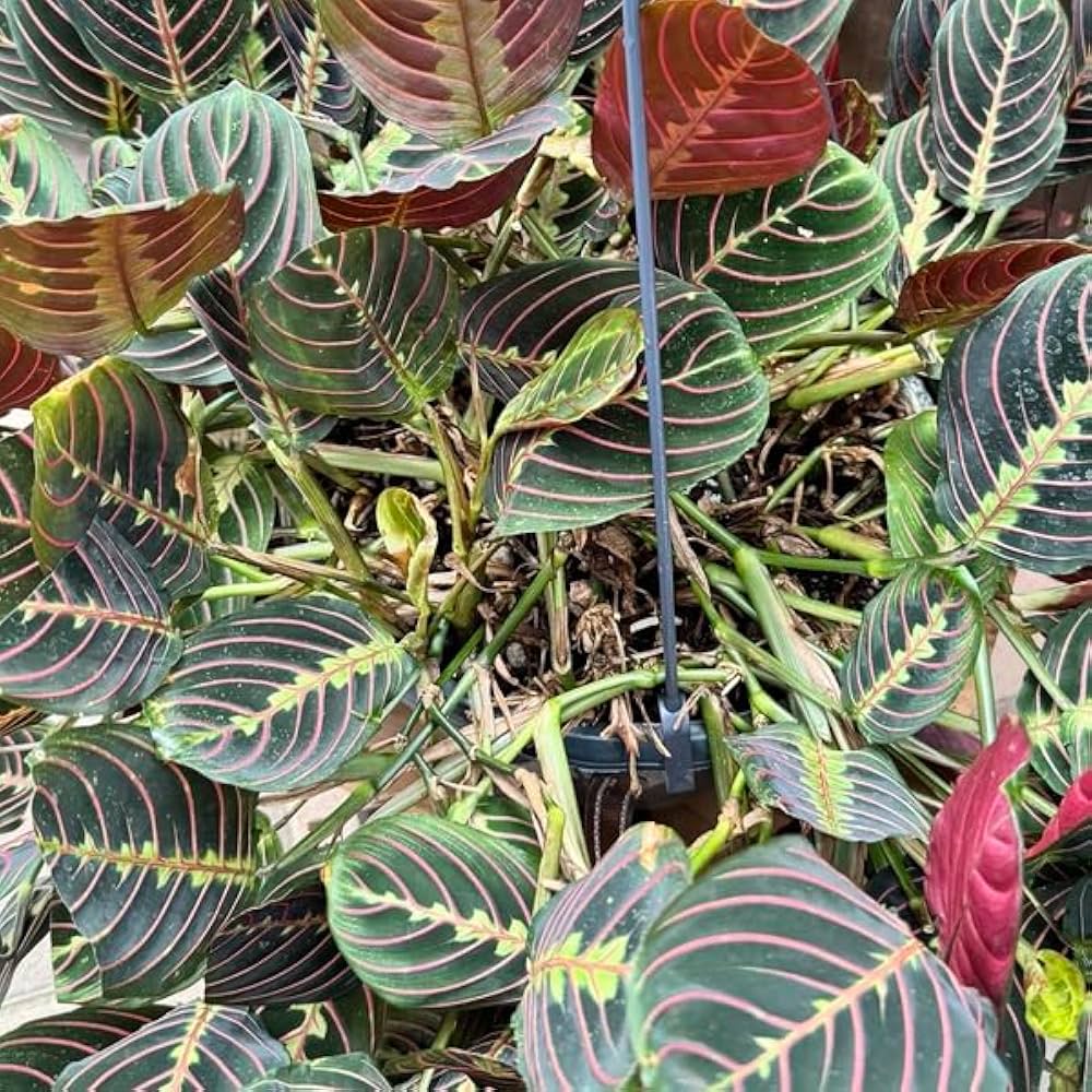 Amazon｜おしゃれ 観葉植物：マランタ レウコネウラ ファッシネーター