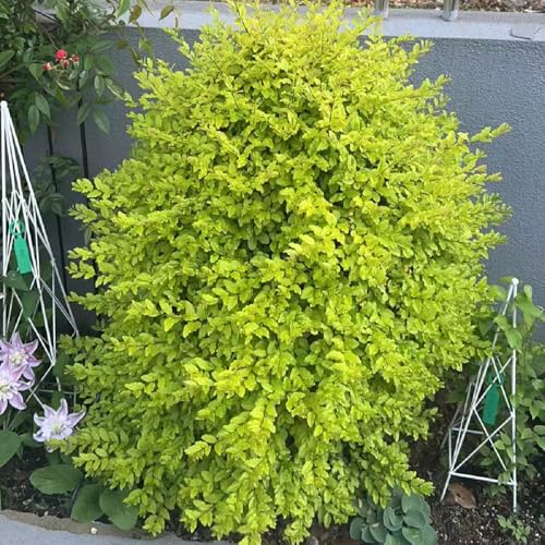 semillas de seto de aligustre - plantas resistentes semillas de plantas Plantas exóticas resistentes Plantas de balcón resistentes plantas en macetas arbustos de hoja perenne 10pcs