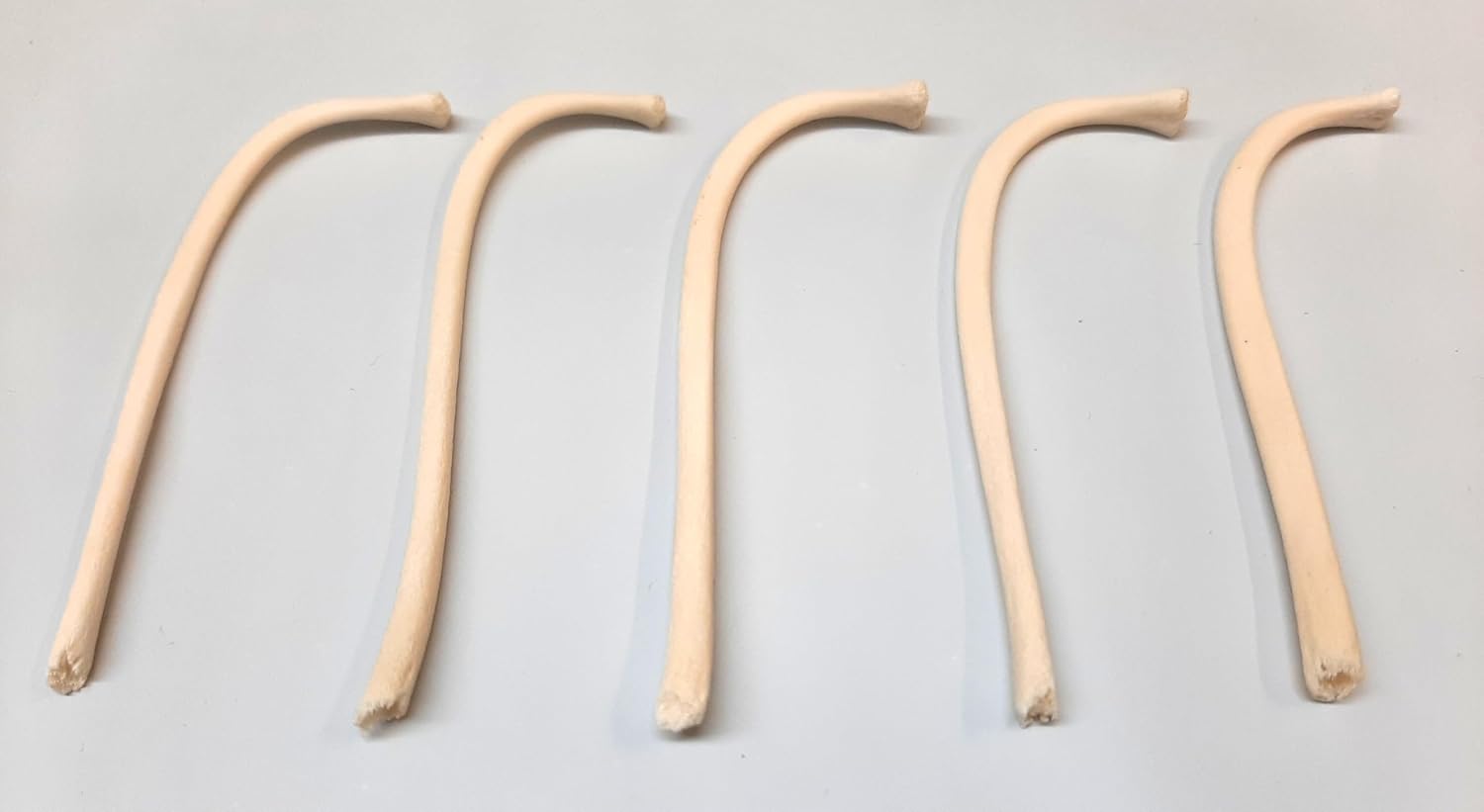 RACCOON BACULUM BONE (PENILE OR PENIS BONE) TEXAS TOOTHPICK : MADE IN THE USA, Small/Juvenile - Set of 5 Bones