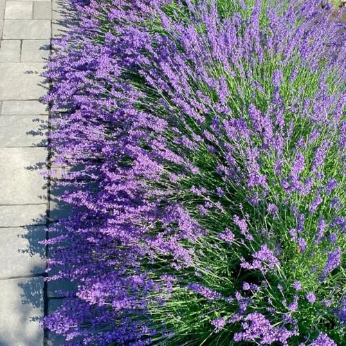 semi resistenti di lavanda giardino tappezzanti lavanda perenne resistente tappezzante biologici, selvatici da balcone 350pcs