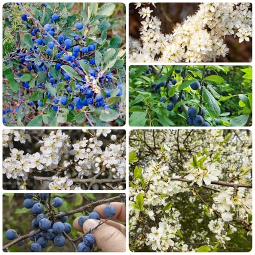 semi di prugnolo vecchie varietà da frutto colonnari raro frutto colonnare frutteto comprare da balcone colonnari esotico prugnolo semi di 50pcs