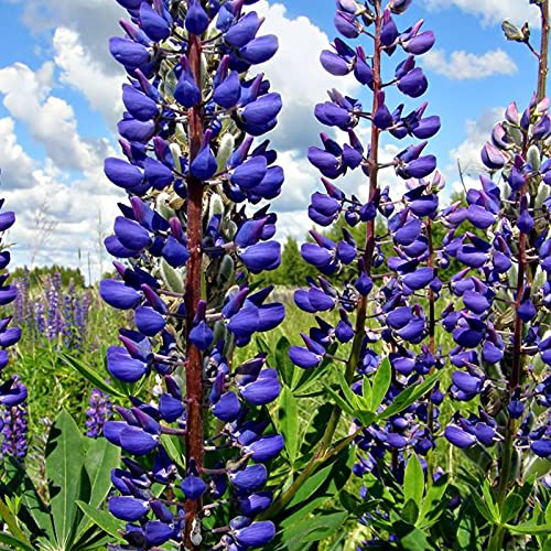 Lupine Zaden, 30 Stks/zak Bloemzaden Jaarlijkse Levendige Georgische Uitstekende Producerende Blauwe Lupinus Texensis… - Afbeelding 5