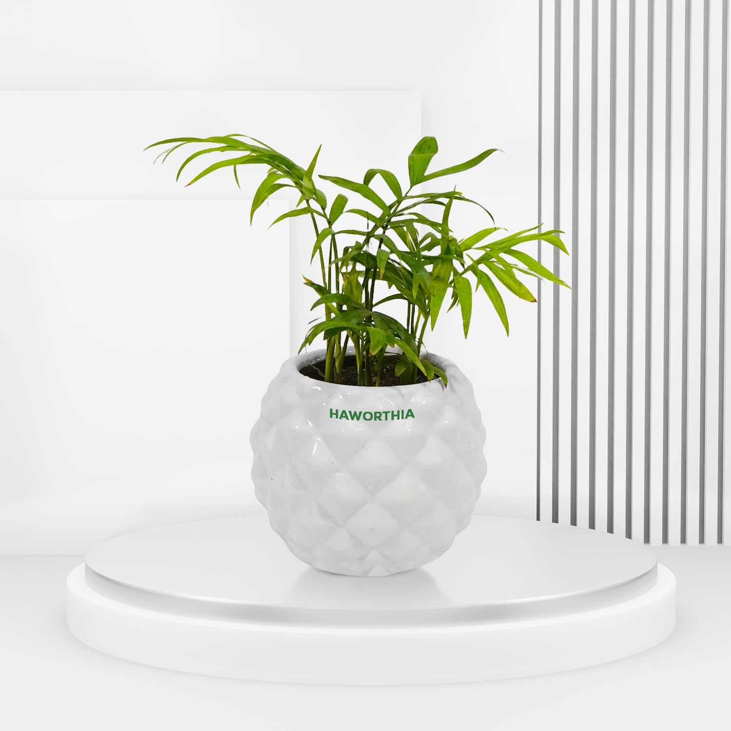 HAWORTHIA Lucky Bamboo Live Plant with White Ceramic Pot | Living Room Plants | Indoor Plants | Good Luck Plants | Air Purifier Plants | Gifting Plants | Plants for Bedroom (B0D11SH73V) Amazon Price History, Amazon Price Tracker