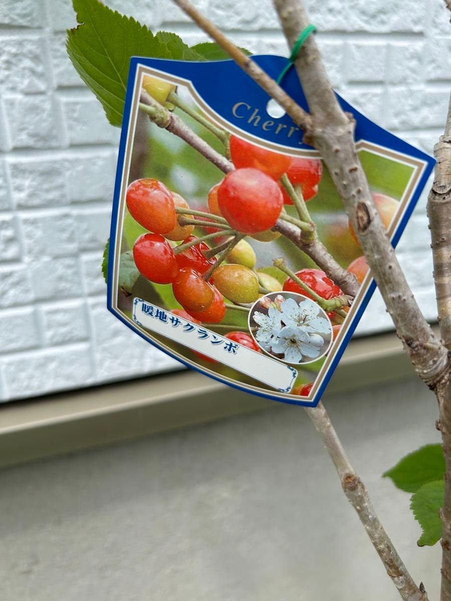 未着用 名古屋帯 掬い 小花 唐草 唐花 パステルカラー 着物 帯 未着用 名古屋帯 掬い 小花 唐草 唐花 パステルカラー 着物 帯