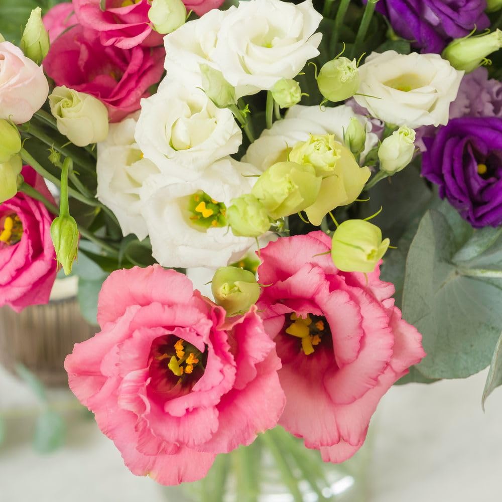 Bouquet de Lisianthus Rose Blanc Violet Fleurs Fraîches Saison Cadeau Anniversaire