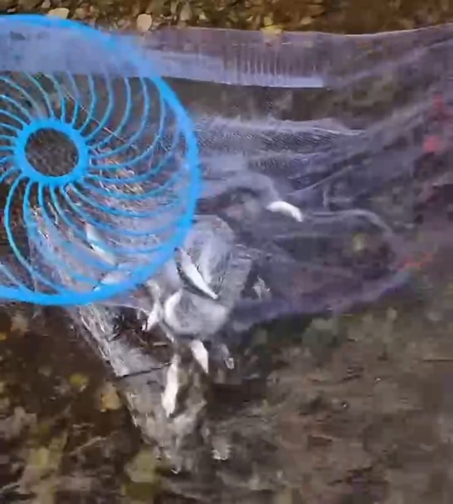 Amazon | 投網 投げ網 初心者 仕掛け網 手投げ網 投網漁 川釣り ＆ 大