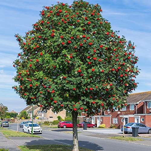 Chuxay Garden Sorbus Aucuparia-Rowan,European Mountain Ash 50 Seeds Dwarf Shrub Tree Seeds #TOP5