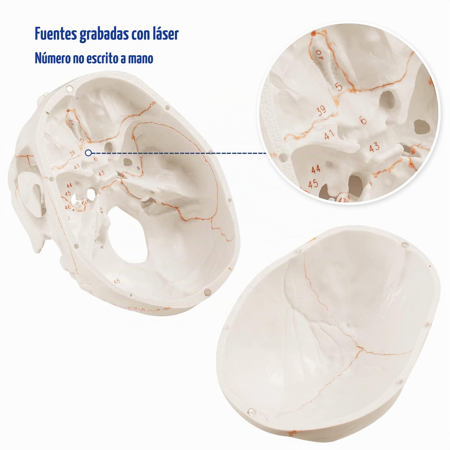 Modelo Anatómico de Cráneo Adulto a Tamaño Real, Versión Mejorada | Réplica de Calavera Humana Desmontable con Partes Numeradas Grabadas con Láser | Modelo 3D para Enseñanza Médica de Anatomía Humana