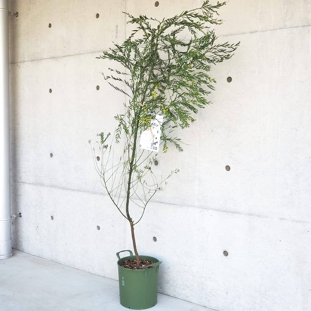 参考画像大きさの比較　アカシアブリスベンとパールアカシア アカシア：ブリスベーンアカシア6号ポット の通販 | 園芸ネット