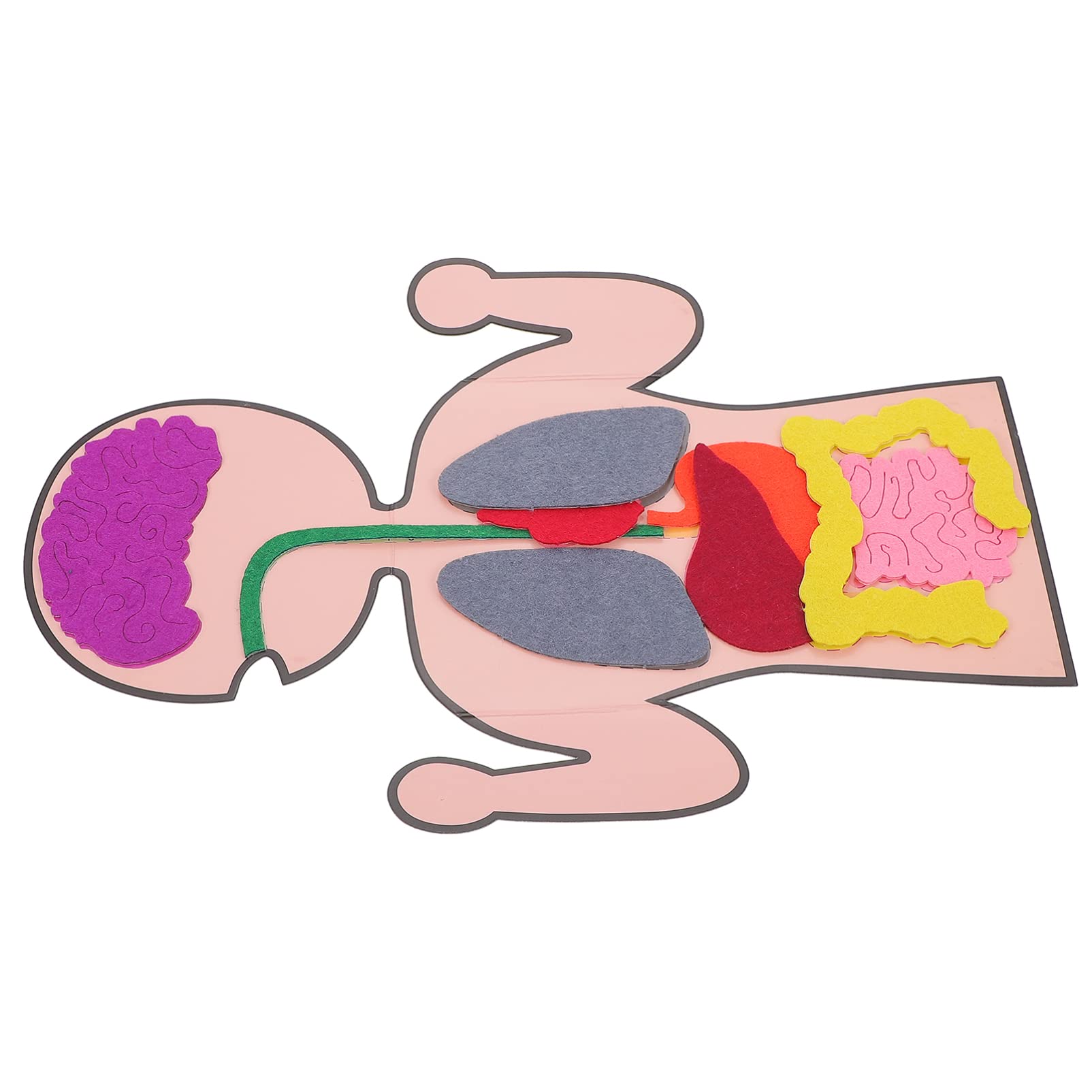 Human Body Organs Model Anatomy Human Unisex Torso As vrogue.co