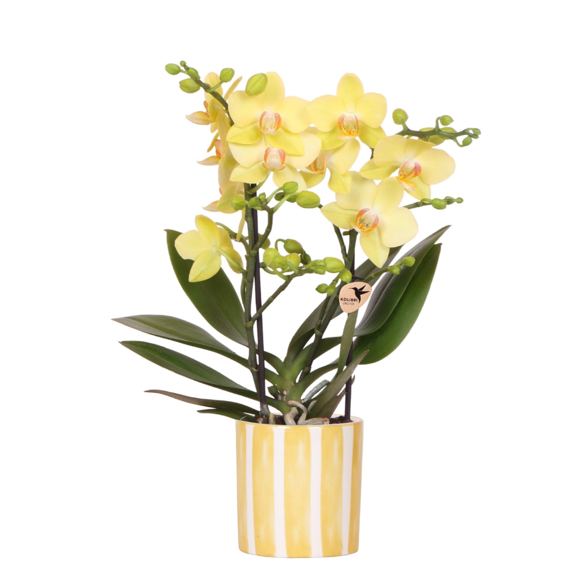 Kolibri Orchids | Gelbe Phalaenopsis Orchidee - Albenga + Painted Stripe  Topf Gelb - Topfgre 9cm | Blhende Zimmerpflanze - Frisch vom Zchter :  Amazon.de: Garten