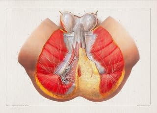 Anatomy PERINEUM NERVE MEN print SRA3 12x18 conqueror laid paper