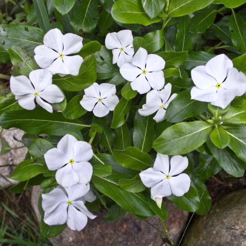 Sadaabahaar/Tiny Periwinkle, Vinca Sadabahar Live Plant (B0B8QK4GHP) Amazon Price History, Amazon Price Tracker
