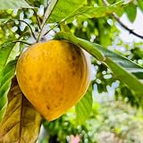 Live Plant - Canistel (Pouteria campechiana) Tropical Fruit Tree 1’-2’ feet Tall