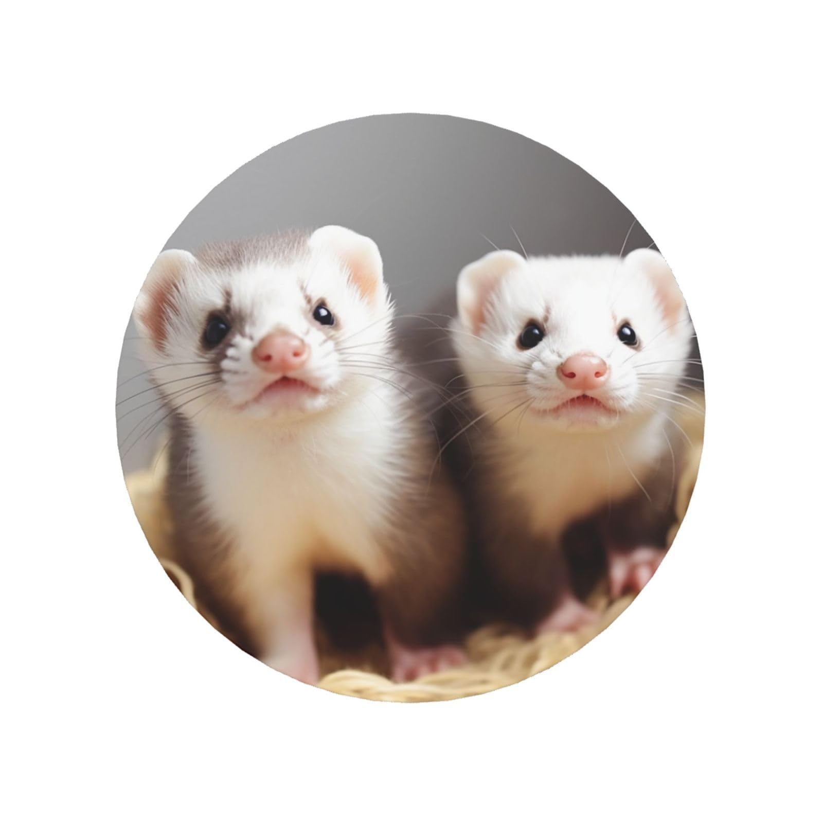 Ferrets Fridge Magnets Cute Strong Refrigerator Magnets Fun Magnet for Locker Office Whiteboard Decor, Door Magnets Decorative Magnetic Stickers for Home Decor