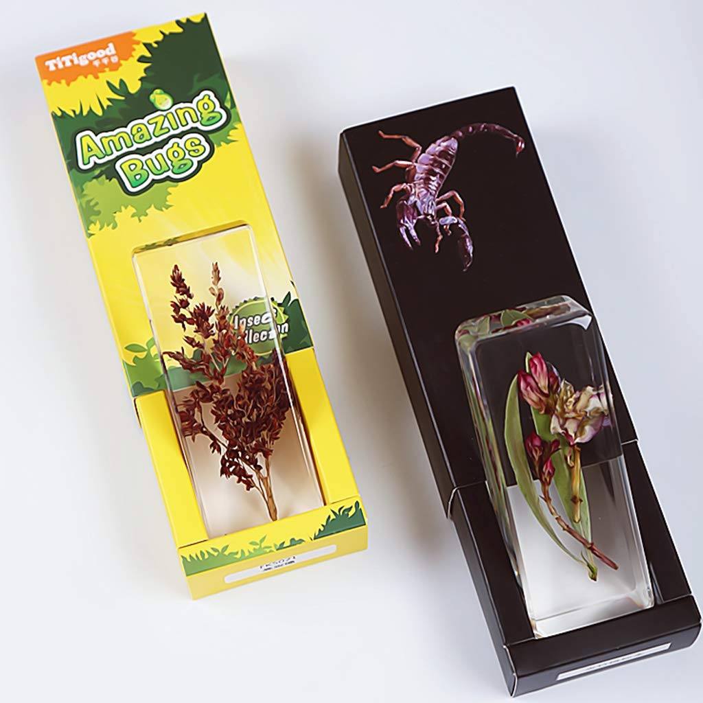 Amazon.co.jp: 植物樹脂標本,植物標本,生物学的教育,教育玩具,幼稚園の