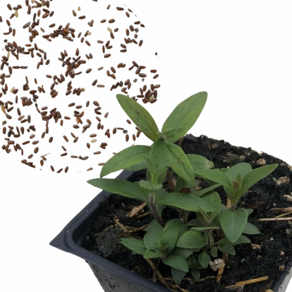 Smoke Camp Crafts Mountain Mint Seeds