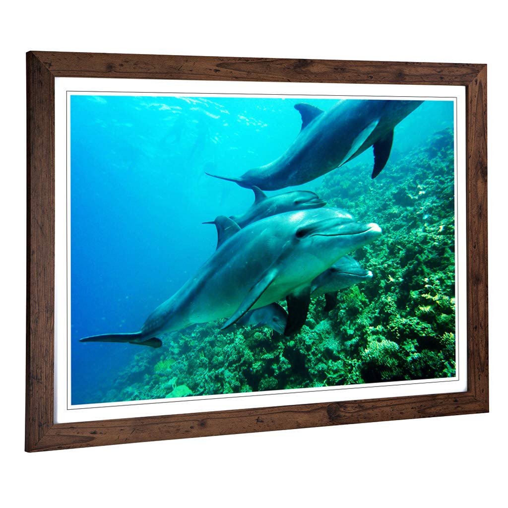 Big Box Art Framed Print of Dolphins Design | Wall Art Picture | Home Decor for Kitchen, Living, Dining Room, Lounge, Bedroom, Hallway, Office, Walnut, A2 / 24.5x18 Inch / 62x45cm