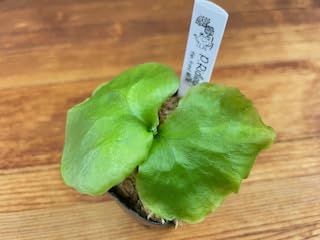 Amazon｜frog_yamato【ridleyi thin frond】リドレイ シン 細葉