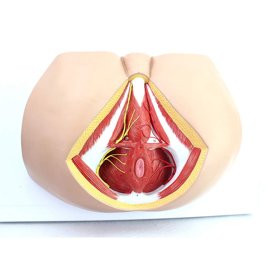 Sjdopulse Men's Anatomical Perineum Model - Human Body Vascular Nerve Genitourinary Anorectal Anatomy Science Models - For Medical Educational Training Aid