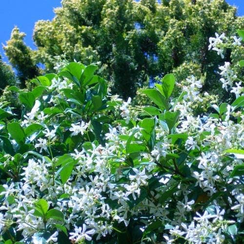 Coconut Lagoon Flower Live Plant -Rare Trachelospermum jasminoides" Star Jasmine" Flower Live Plant (2 Healthy Sooper Fragrent Plants)