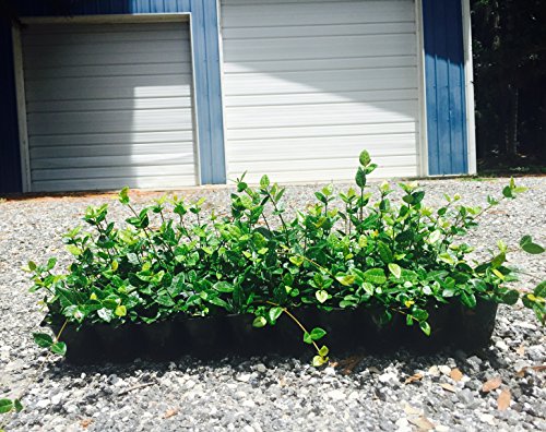 Asiatic Jasmine Minima - 30 Live Plants - Low Maintenance Evergreen Ground Cover