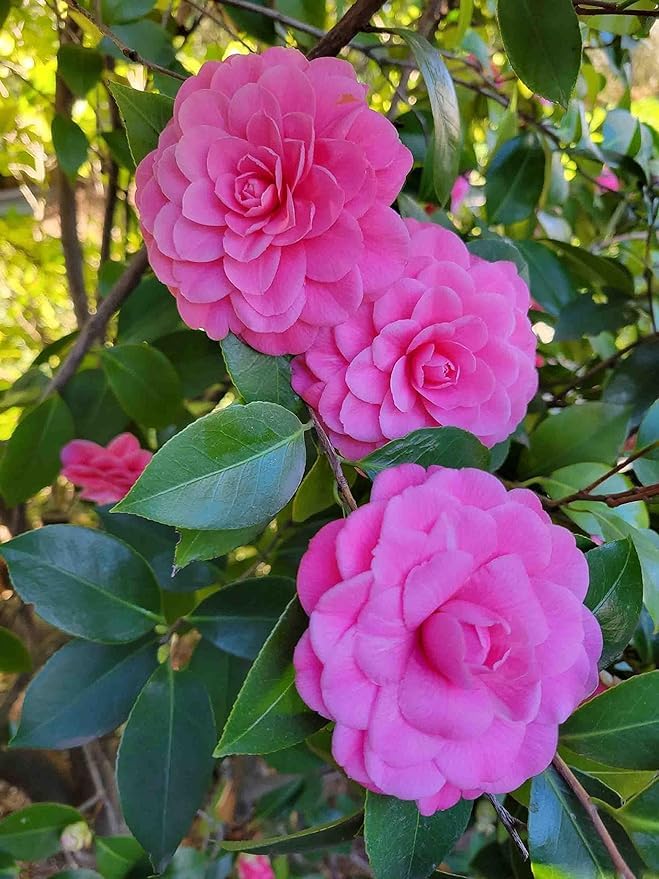 Manju Nursery Pink Camelia Cameliya flower plant Camellia japonica Kaimelia Kemiliya Kamelia Kyamelia kaameliya kameelaya flower plant rare varity 1 ft to 2 ft