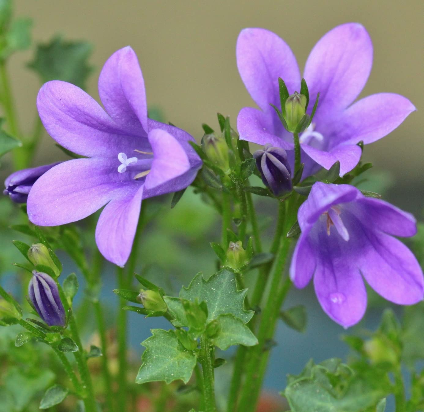 12 unità Campanula Persicifolia 'Grand. Coerulea' - Campanula a Foglia di Pesco Vaso 9x9cm ±1 m² - Fiori Blu e Foglie Verdi, Ideali per Giardini e Aiuole