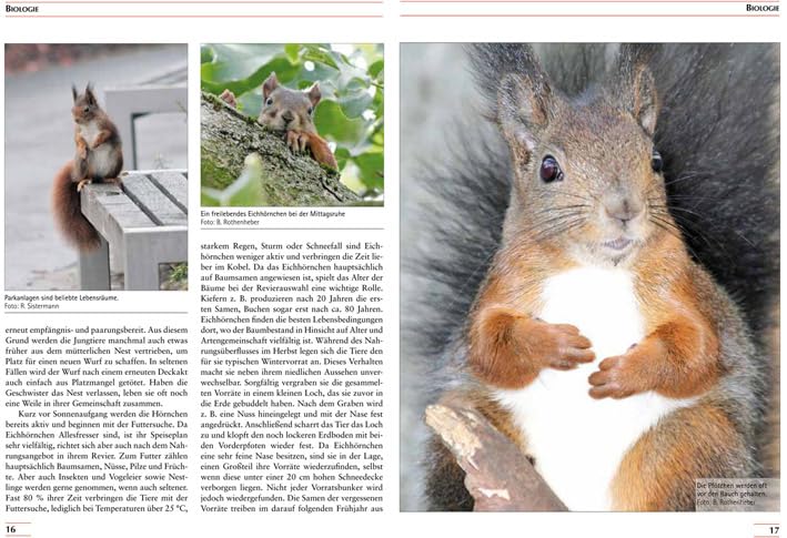 Eichhörnchen: Biologie, Haltung, Zucht (Fachliteratur Kleinsäuger)