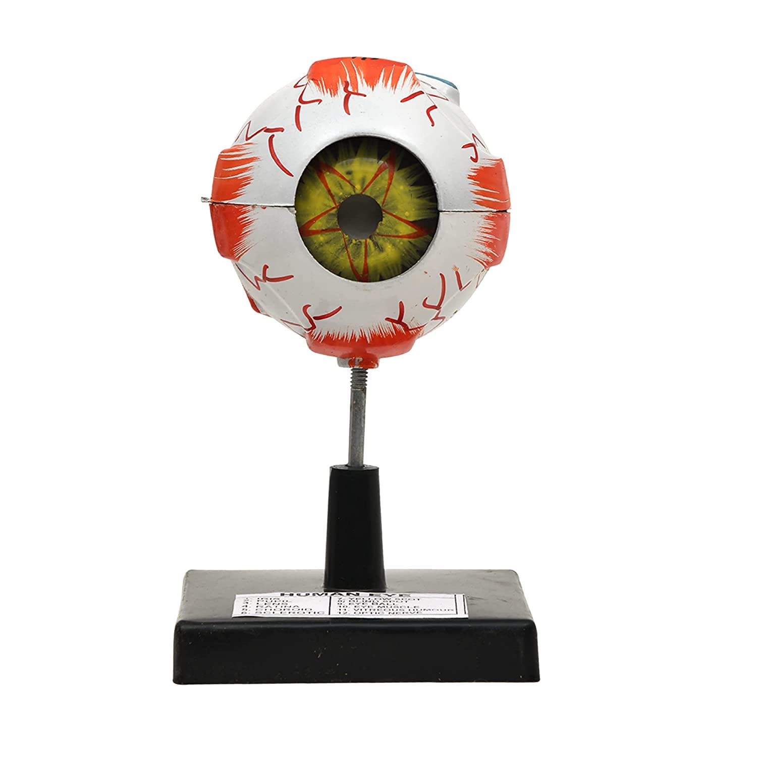 Maxcradle human eye model for lab and school projects