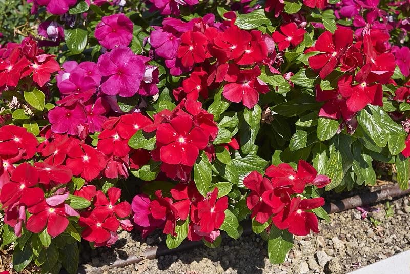 Buy 200+ Vinca Seeds, Red Vinca Flower Seeds Perennial Vinca Mascot